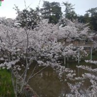 津城と津偕楽公園の桜