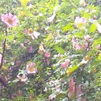サンショウバラの湯船山に