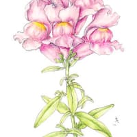 金魚草の花 イラスト 花を描いたポストカード