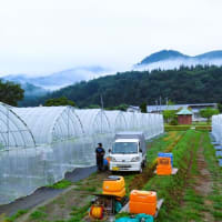 8月20日　今日の畑