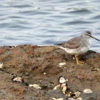 05/29探鳥記録写真：狩尾岬の鳥たち（キアシシギ三昧、）
