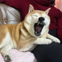 我が家のアイドル柴犬夢、本日永眠………