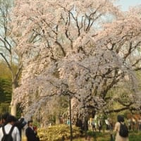 六義園　枝垂桜　フレンドパーク　こさのぼ