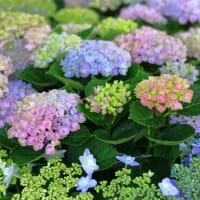 夏の風物詩～～