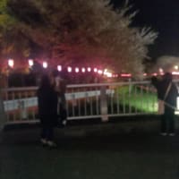 群馬県館林市の桜🌸