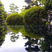 庭の新緑 リフレクション写真を撮ってみました。