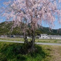 田んぼん中の1本桜　