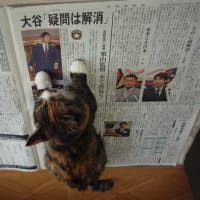 大好きだった新聞・段ボール箱の懐かしい想い出