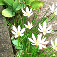 タマスダレ　咲く