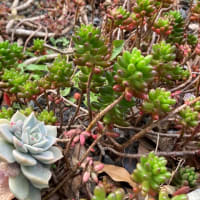 チャルメラおじさんの を発見 てくてく 歩こうよ てね