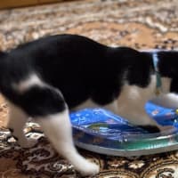 猫用ペットウォーターベッド😿
