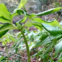 この時期里山を巡ると