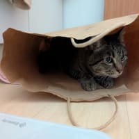 ｃａｎができない！