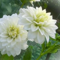 7月上旬の花写ン歩