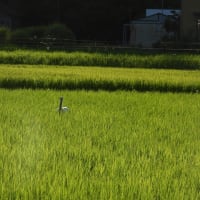 2025年07月26日　コウノトリ目撃情報