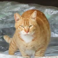 祇園　円山公園の桜猫たち