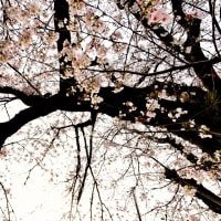 憧憬の　春に桜が　咲き乱れ。