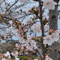 桜2020〜その２