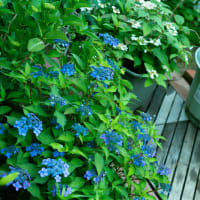 ●我が家の６月の花（3）　ヒペリカム・アンドロサエマム　ヤマアジサイ・藍姫