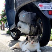 九州F島の猫たち　2025年4月　その4