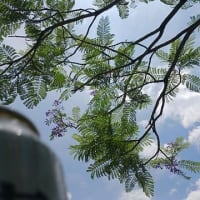 麦酒観花　花に酔う