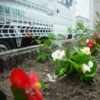 緑化募金による花植え・・・
