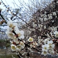 カルピスを希釈せよ！