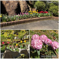 花散歩