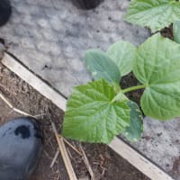 黄化葉の最終確認