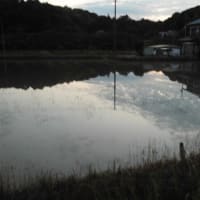 水田に写る田園風景