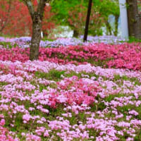 恵那峡の里の芝桜畑