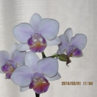 購入後４６日が経過したミニ胡蝶蘭の開花状態。