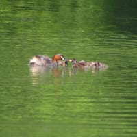 カイツブリの子育て