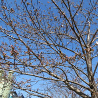 旧中川の定点観測ポイントにて　　　　3月20日の スカイツリーと水と風のYouTube