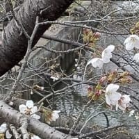 今年も桜の季節