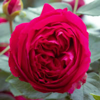 ●公園のユリノキの花　エゴノキの花　　バラ・ピエールドゥロンサール　真紅のバラ