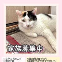 東京都多摩市より保護猫の里親募集中