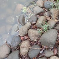 多々良水系釣行