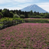 富士の芝桜まつり　②　本栖湖リゾート