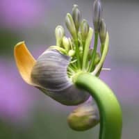 雨の日の写真散歩（アガバンサスの花）