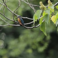お写んぽ＊７月・夏の歌〜②