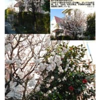 花巡り「梅－316」　幸手市香日向３丁目