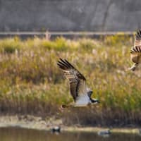 大阪万博会場近くにある「大阪南港野鳥園」に行ってきました