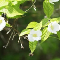 白・紫の花々