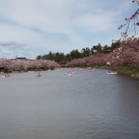 弘前公園（弘前城）の桜　ラスト