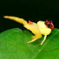 アズチグモの♂