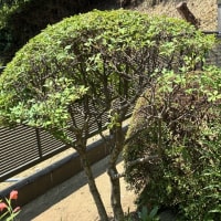 庭の植木の剪定が続きます。