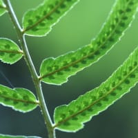 タニヘゴ（オシダ科）Dryopteris tokyoensis 　(Matsumu. ex Makino) C.Chr.