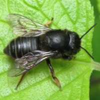 ムナカタハキリバチ♀（富山市）