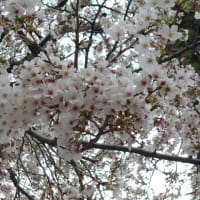東京はやっと晴れた…＼(＾▽＾)／　青空と雲…桜は間に合わなかった…